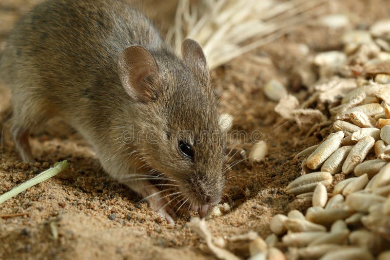 Gräver den lilla volemusen för closeupen ett hål nära av korn av råg på fältet arkivbild Gräver den lilla volemusen för closeupen ett hål nära av korn av råg på fältet arkivbild