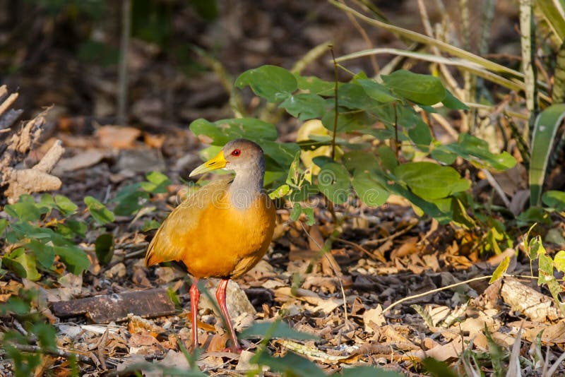 Grå färg-hånglad Wood stång i morgonsol fotografering för bildbyråer Grå färg-hånglad Wood stång i morgonsol fotografering för bildbyråer