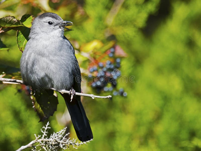 Download Grå färgcatbird arkivfoto. Bild av catbird, förlagematare - 76704158
