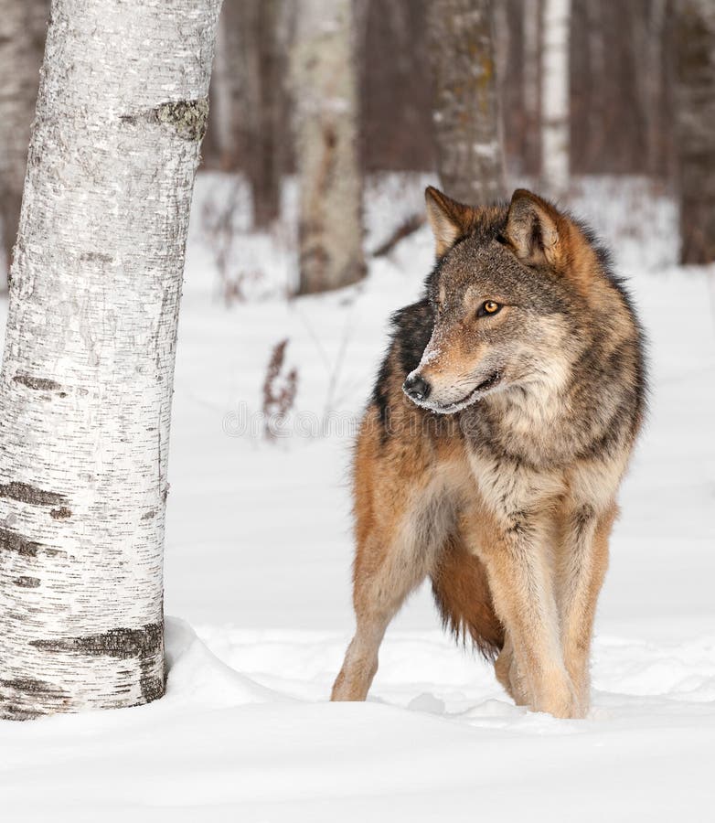 Grey Wolf (Canis lupus) Walks Around Birch Tree - captive animal. Grey Wolf (Canis lupus) Walks Around Birch Tree - captive animal