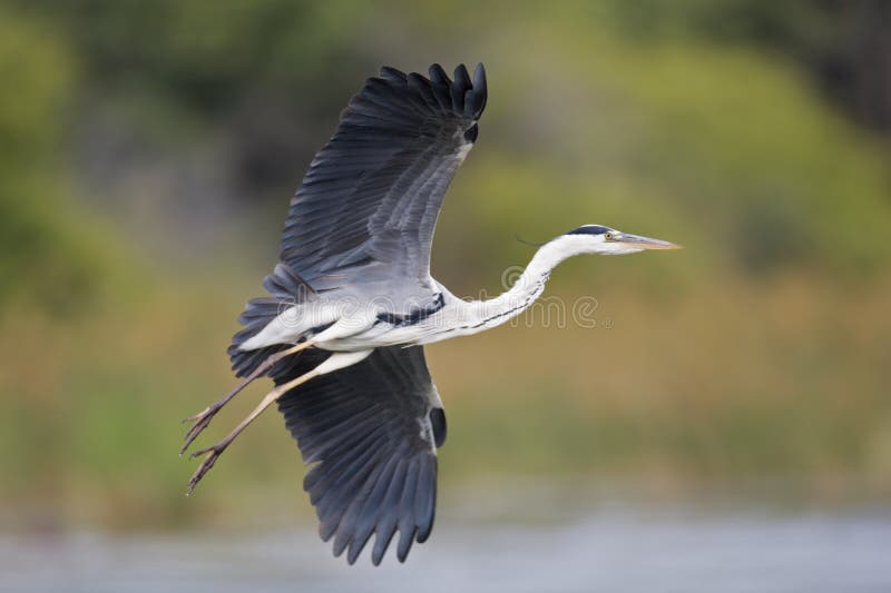 Grå heron arkivfoton
