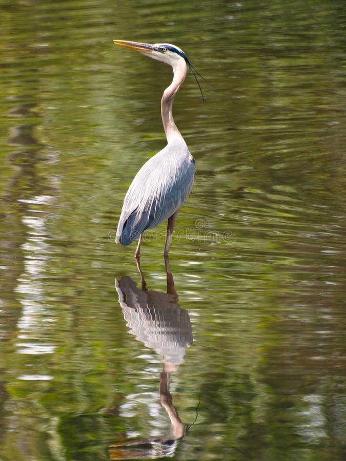 Grå heron arkivfoton