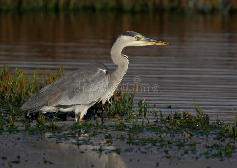 Grå heron royaltyfria bilder