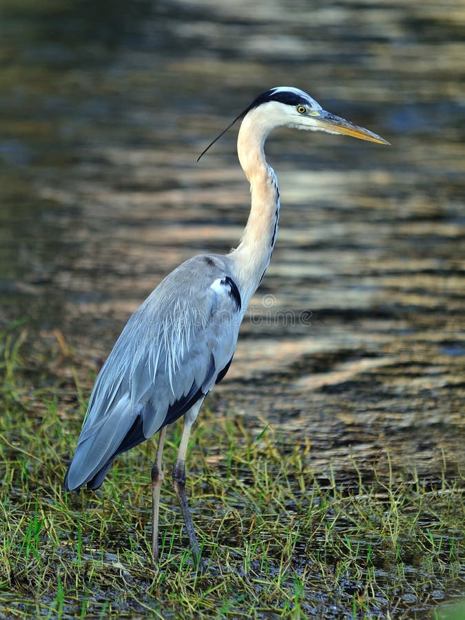 Grå heron royaltyfri fotografi