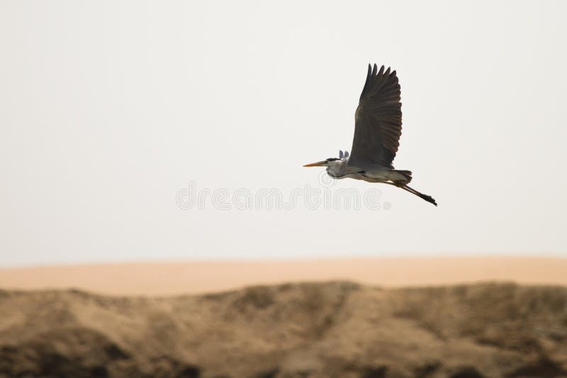 Grå heron royaltyfri foto