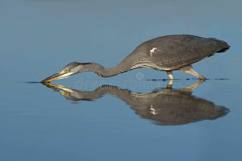 Grå heron royaltyfri fotografi