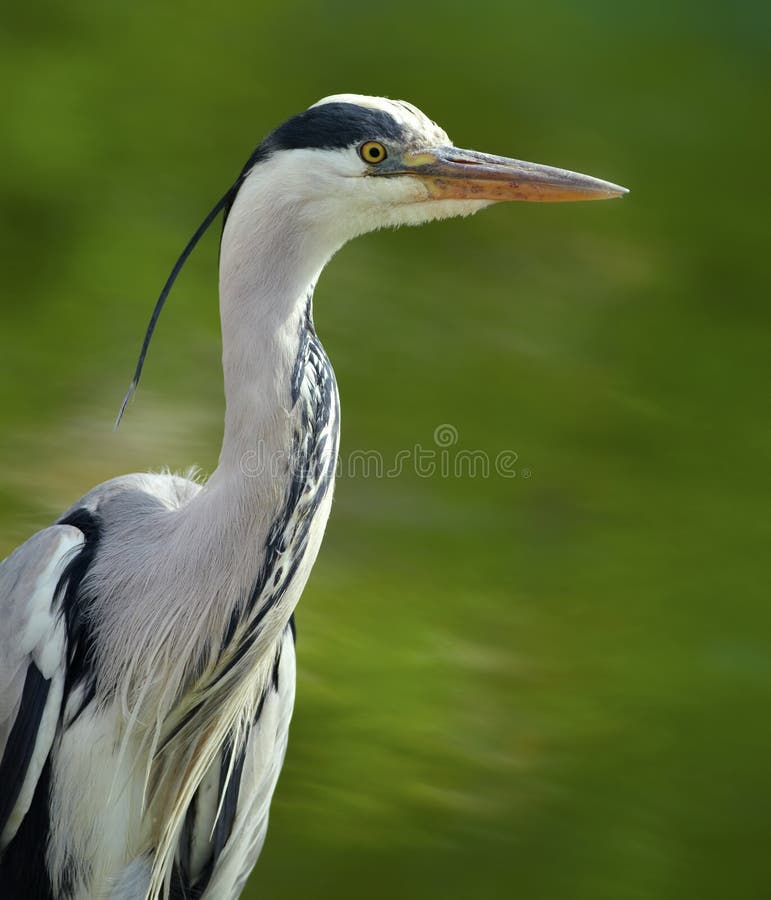 Grå heron arkivbild