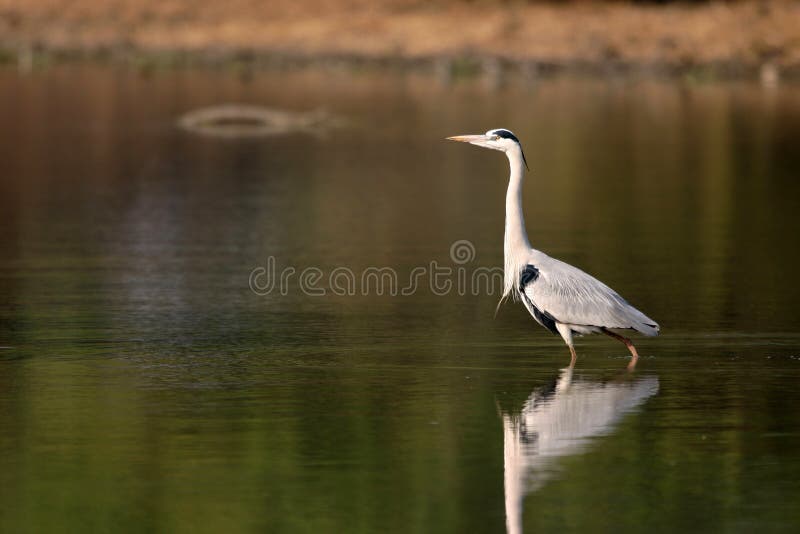 Grå heron royaltyfri fotografi