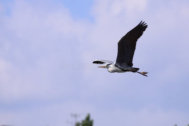 Grå heron fotografering för bildbyråer