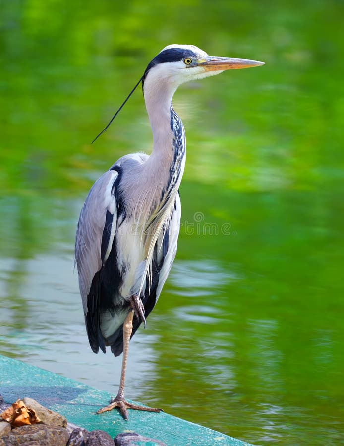 Grå heron royaltyfri foto