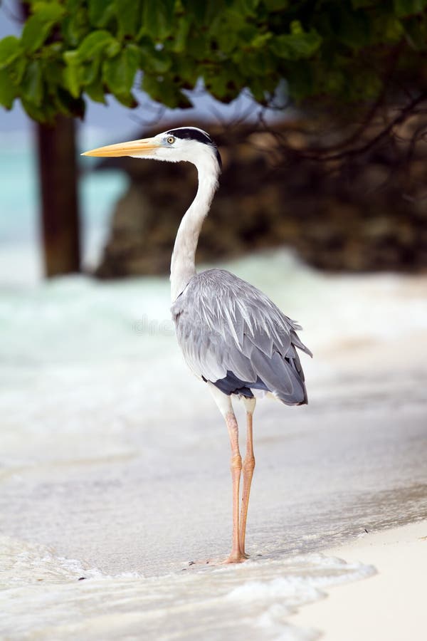 Grå heron arkivfoto