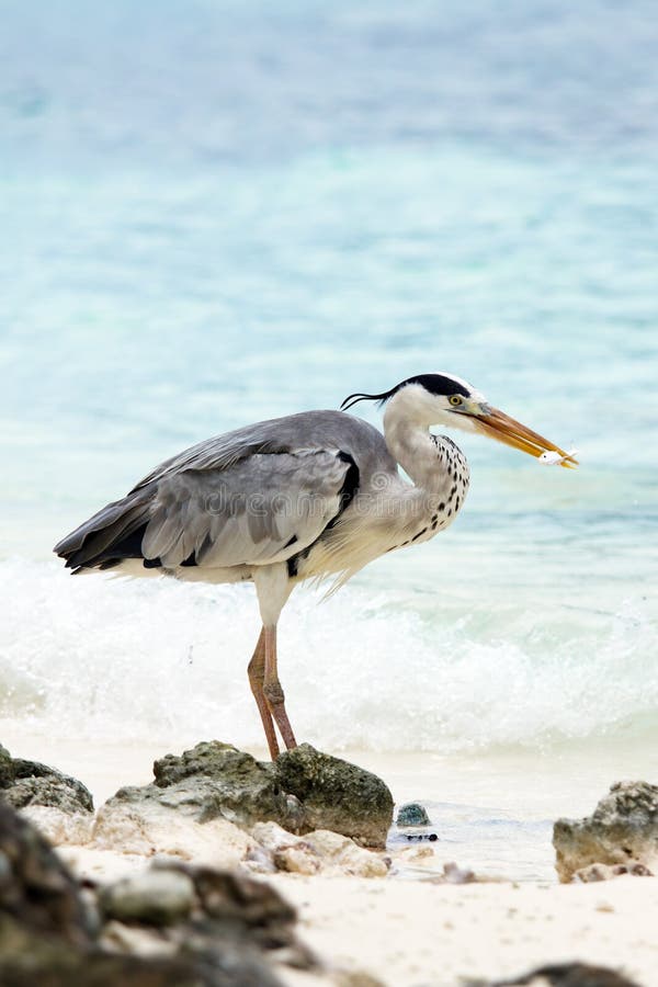 Grå heron royaltyfria bilder