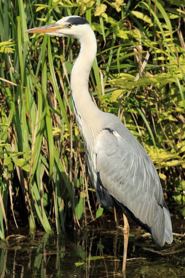 Grå heron royaltyfri fotografi