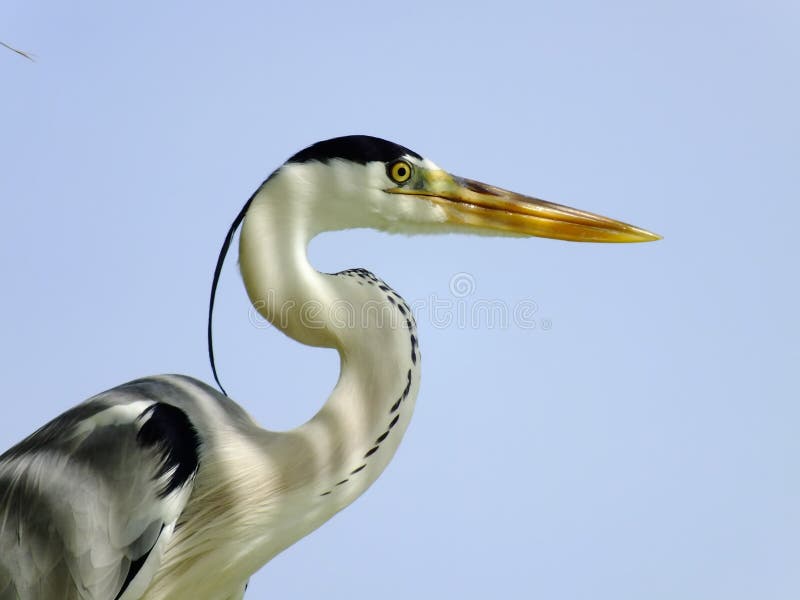 Grå Heron royaltyfria foton