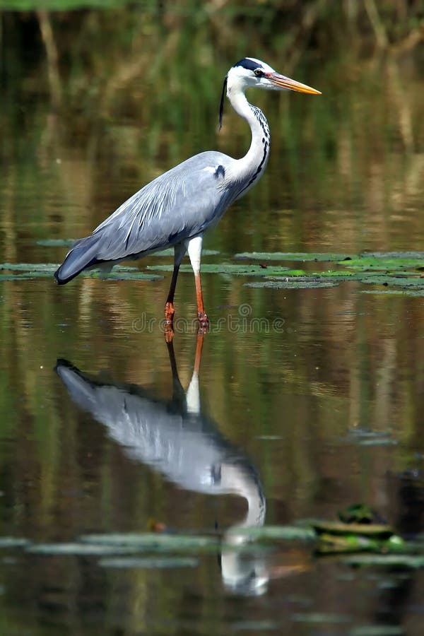Grå heron fotografering för bildbyråer