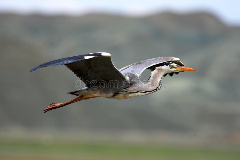 Grå heron royaltyfri foto