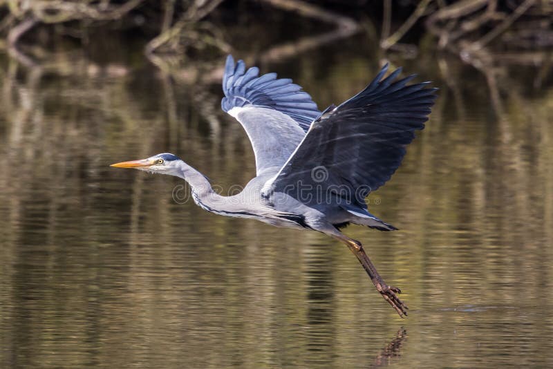 Grå heron royaltyfri bild