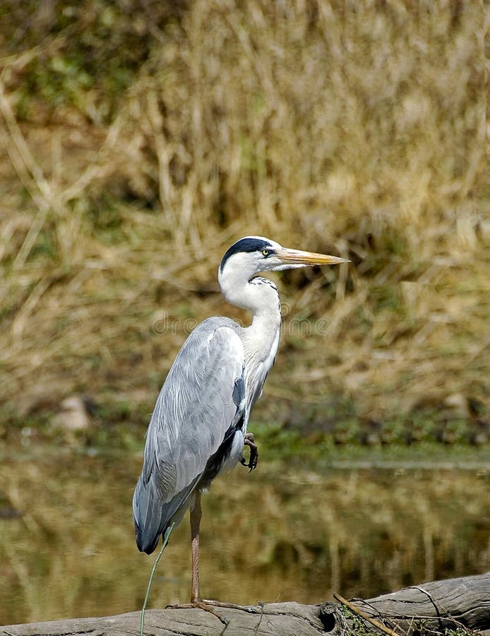 Grå heron arkivbild