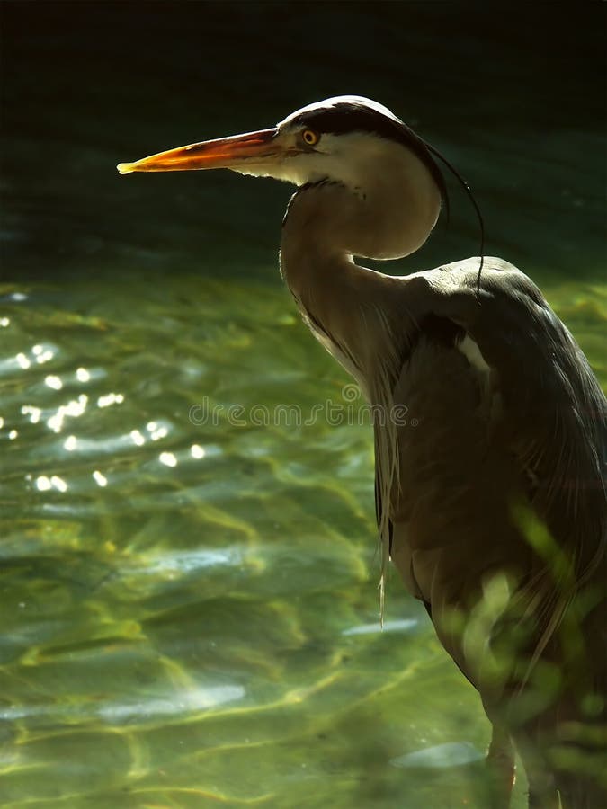 Grå heron royaltyfri bild
