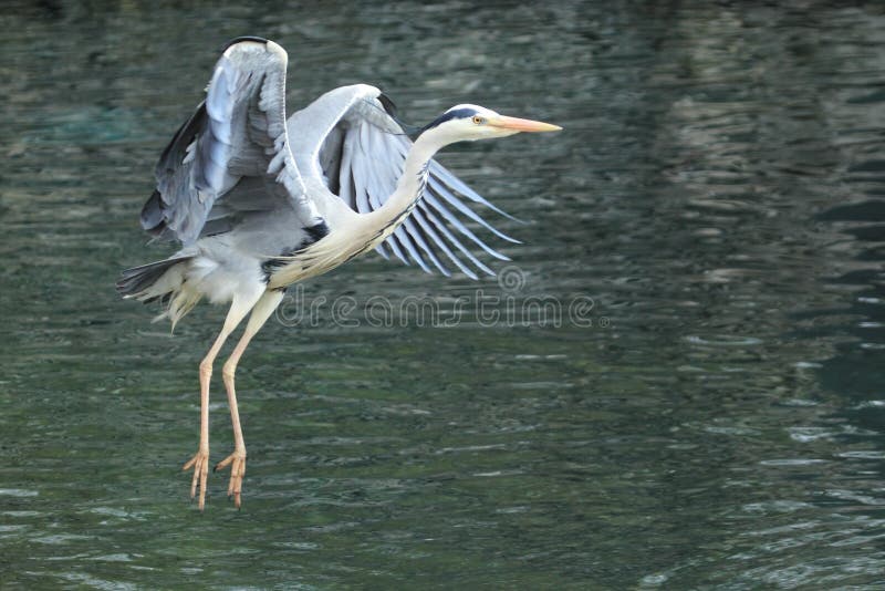 Grå heron för flyga arkivfoton