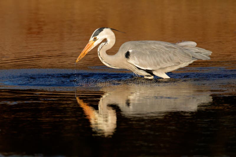 Grå heron i vatten arkivbilder