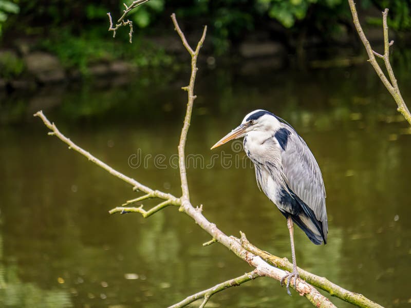 Grå Heron Perched på en Branch av en Calm Pond i naturen fotografering för bildbyråer