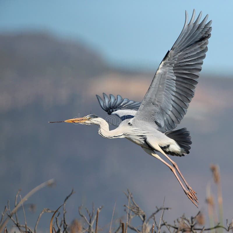 Grå Heron som tar av royaltyfri bild