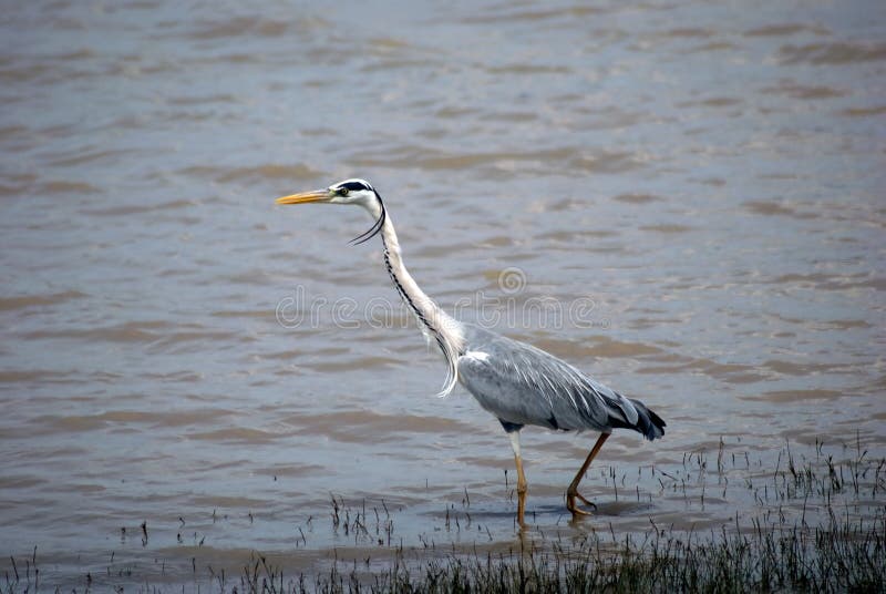 grå heronnationalpark selous tanzania royaltyfria foton grå heronnationalpark selous tanzania royaltyfria foton