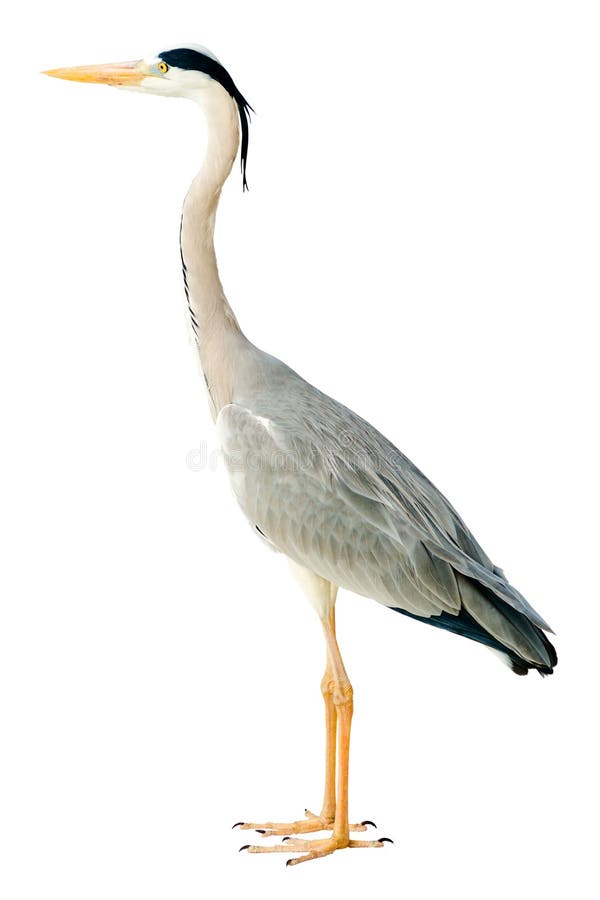 Grå häger arkivbild