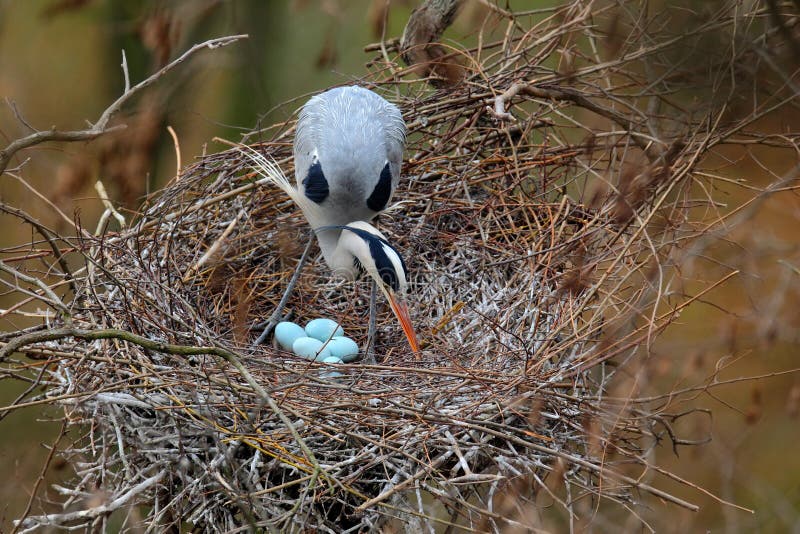 Grå häger, Ardea som är cinerea, i rede med fyra ägg som bygga bo tid royaltyfri fotografi