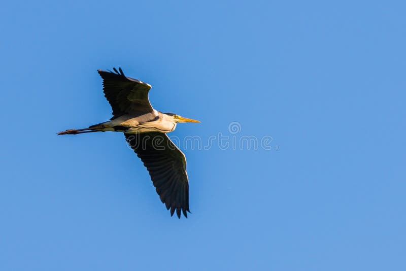 Grå häger eller cinerea flyg för Ardea i himmel Djurliv i naturlig livsmilj? royaltyfri foto Grå häger eller cinerea flyg för Ardea i himmel Djurliv i naturlig livsmilj? royaltyfri foto