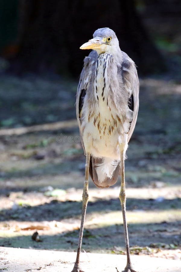 Grå häger i den cinerea ardeaen för naturlig livsmiljö royaltyfri fotografi Grå häger i den cinerea ardeaen för naturlig livsmiljö royaltyfri fotografi