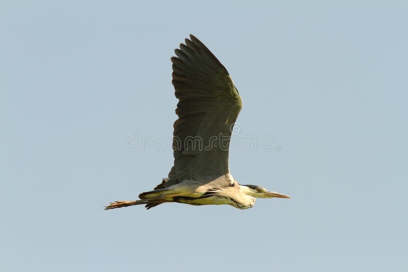 Grå häger i flykten över himmelbakgrund arkivbilder Grå häger i flykten över himmelbakgrund arkivbilder