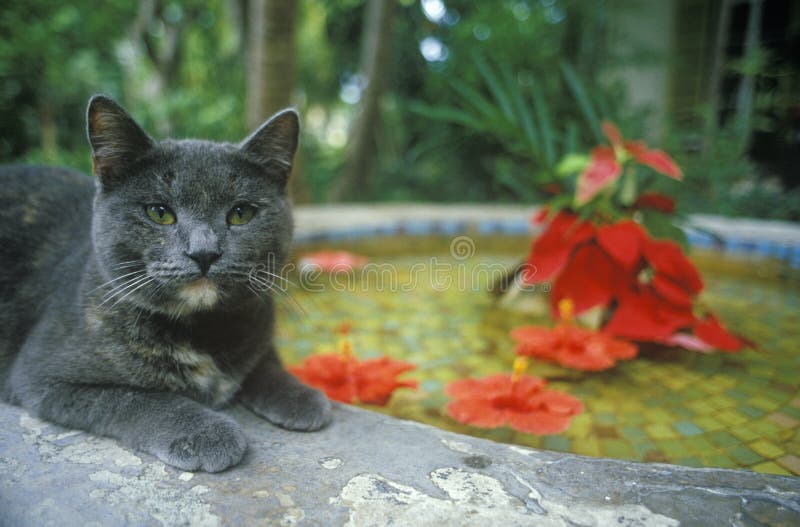 Grå katt vid liljadammet i Key West FL, hem av Ernest Hemingway