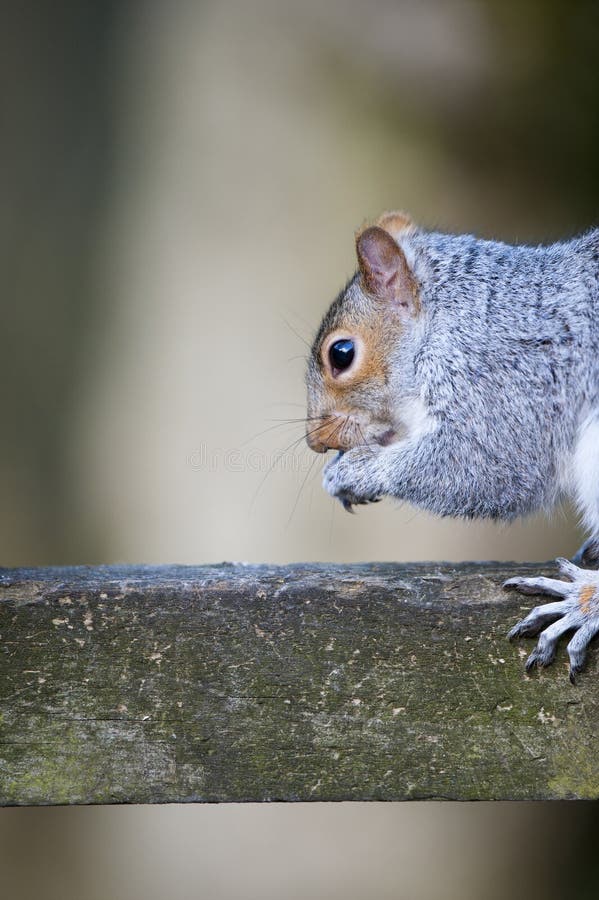 grå sciurusekorre för carolinensis royaltyfri foto grå sciurusekorre för carolinensis royaltyfri foto