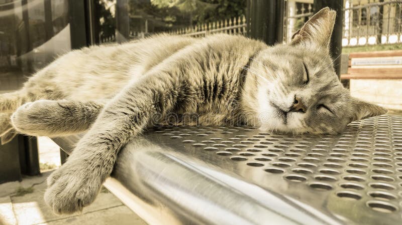 Grå tillfällig katt som sover på bussstationen royaltyfria foton Grå tillfällig katt som sover på bussstationen royaltyfria foton