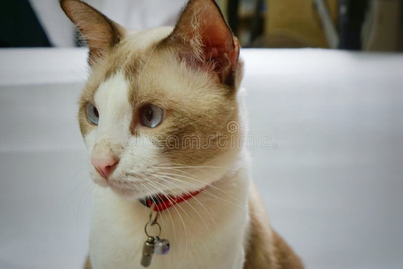 grå white för katt arkivbilder grå white för katt arkivbilder