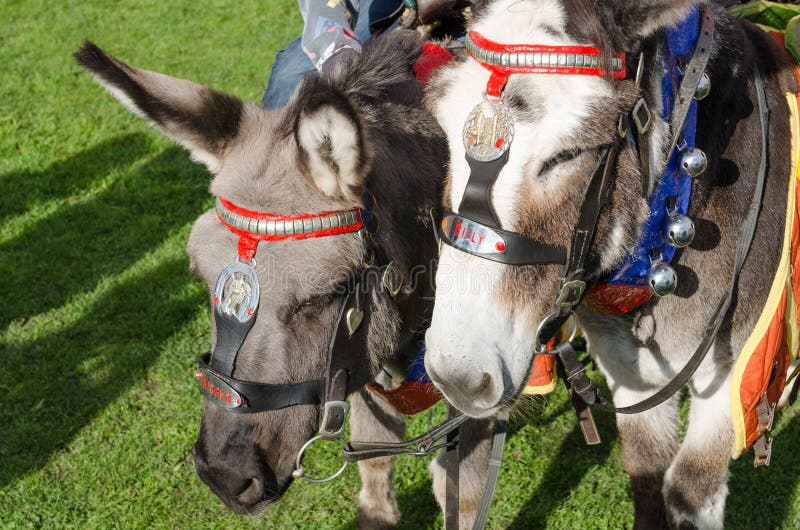 Grey british seaside donkeys used for donkey rides. Grey british seaside donkeys used for donkey rides