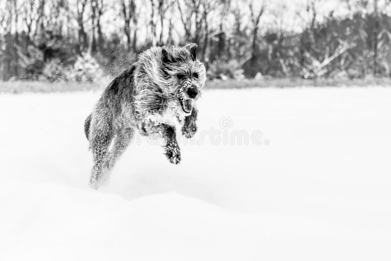 Gråskalebild av irish wolfhound som leker i snö. arkivfoton