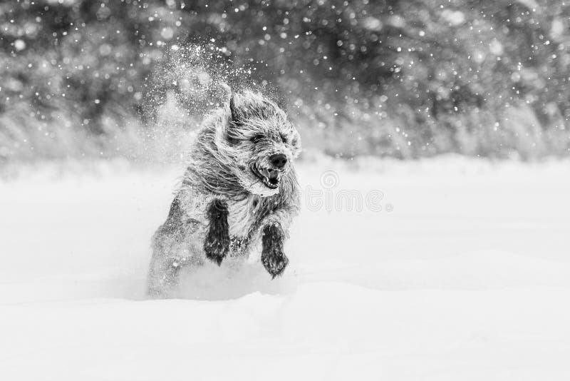 Gråskalebild av irish wolfhound som leker i snö. arkivfoto