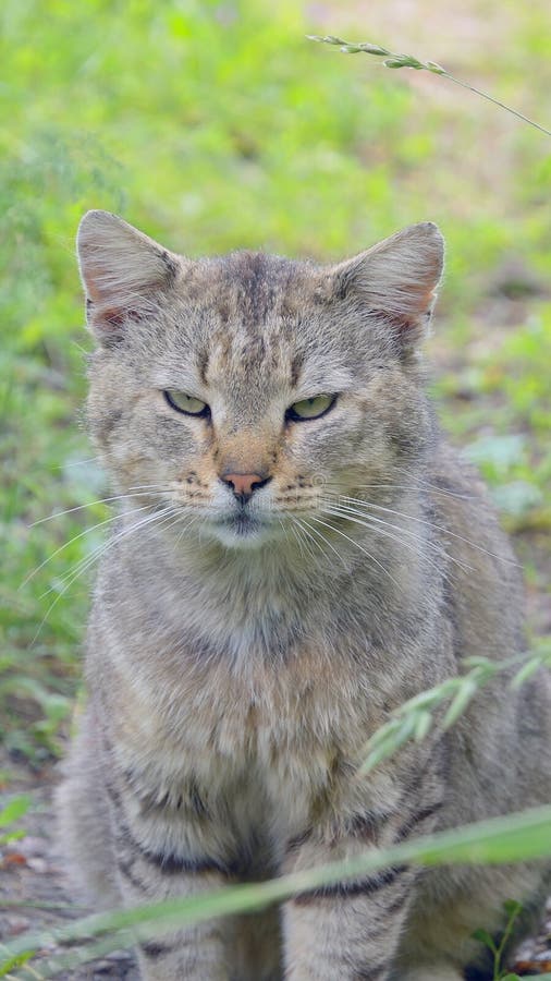 Grått kattsammanträde i slutet för grönt gräs, allvarligt husdjur i löst royaltyfria foton