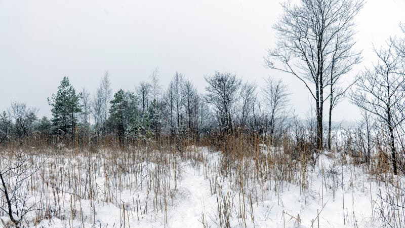 Grått skum vinterlandskap som faller snö suddiga bakgrundsfragment av träd. Grått skum vinterlandskap som faller snö suddiga bakgrundsfragment av monokromt landskap från träd