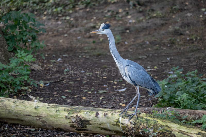 Gråört ardea cinerea på barklessträdets trunk royaltyfri bild