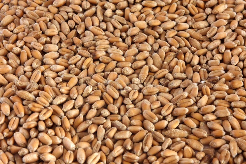 Grãos de trigo imagem de stock