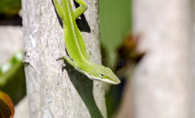 Grön Anole ödla, Georgia USA royaltyfria bilder Grön Anole ödla, Georgia USA royaltyfria bilder