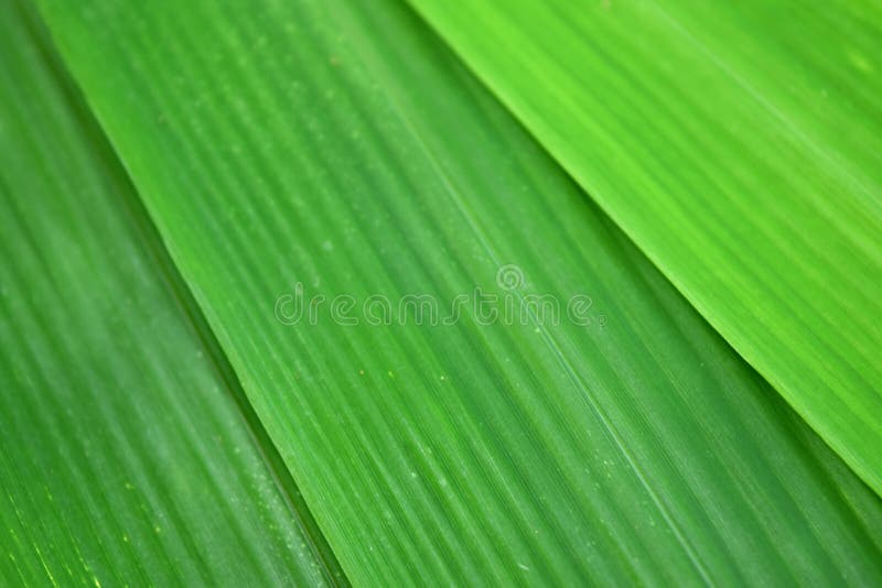 Grön bladbambu är naturabstrakt begreppbakgrund