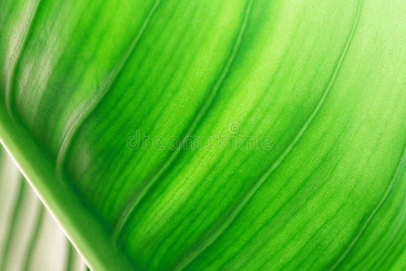 Green leaf texture with nature background. Abstract leaves surface of natural concept. Textured. Green leaf texture with nature background. Abstract leaves surface of natural concept. Textured