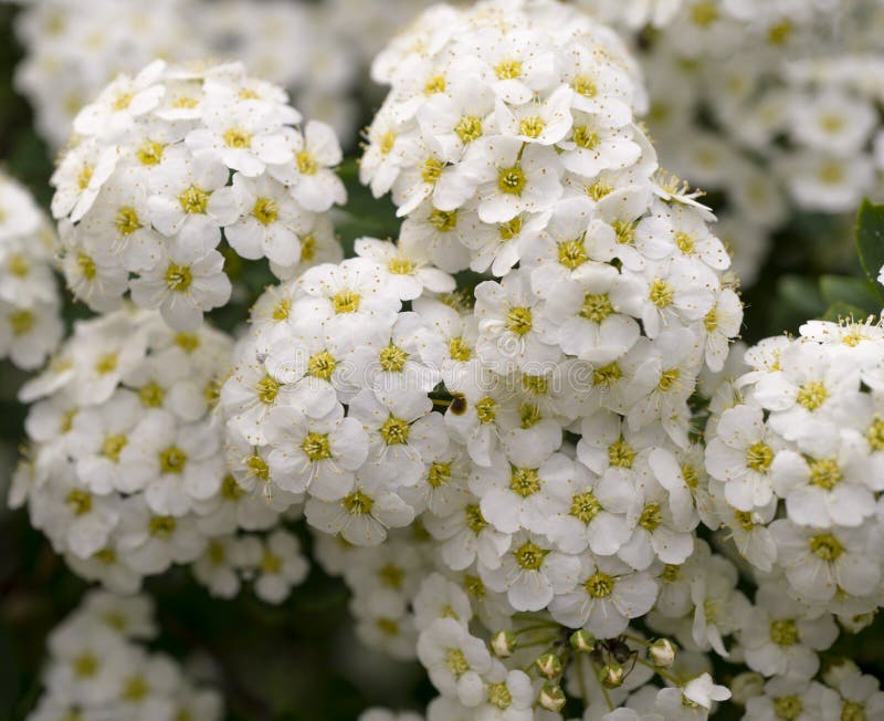Grön buske med klungor av vita blommor arkivfoton Grön buske med klungor av vita blommor arkivfoton