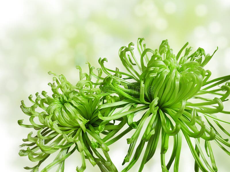 Grön chrysanthemum arkivfoton Grön chrysanthemum arkivfoton