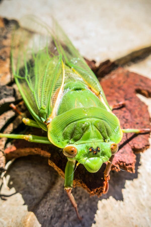 Green Grocer Cicada resting on bark. Green Grocer Cicada resting on bark